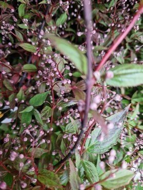Deutzia 'Mont Rose' 3 Litre - image 2