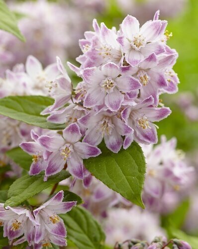 Deutzia 'Raspberry Sundae' 3 Litre - image 1