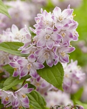 Deutzia 'Raspberry Sundae' 3 Litre - image 3