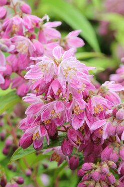 Deutzia 'Strawberry Fields' 3 Litre - image 2