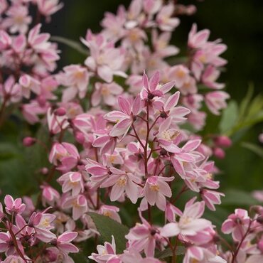 Deutzia Yuki Cherry Blossom 3 Litre - image 2