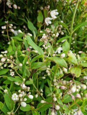 Deutzia Yuki Snowflake 3 Litre - image 3