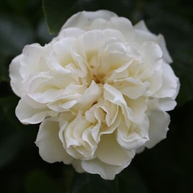 Diamond Dad Bush Rose 3 Litre