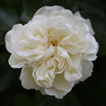 Diamond Dad Bush Rose 3 Litre