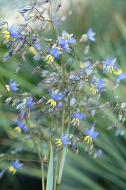 Dianella Coolvista 3 Litre