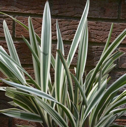 Dianella tasmanica Destiny 3 Litre