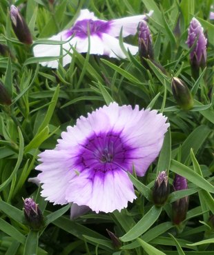 Dianthus Blueberry Six Pack