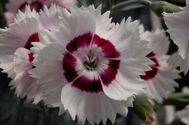 Dianthus Cocktail Cherry Daiquiri 2 Litre