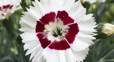 Dianthus Cocktail Coconut Daiquiri 2 Litre
