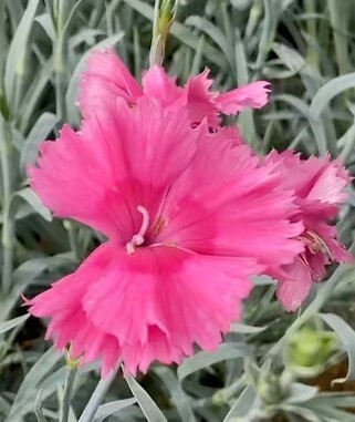 Dianthus Cocktail Cosmopolitan 1.5 Litre