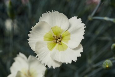 Dianthus Cocktail Mojito 2 Litre