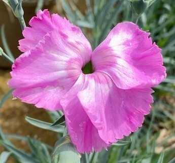 Dianthus Cocktail Shirley Temple 1.5 Litre