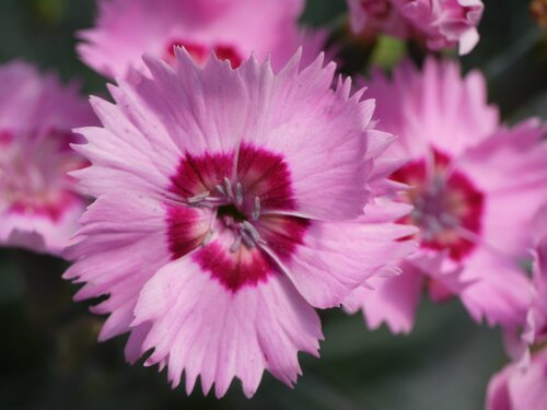 Dianthus Cocktail Shirley Temple 2 Litre