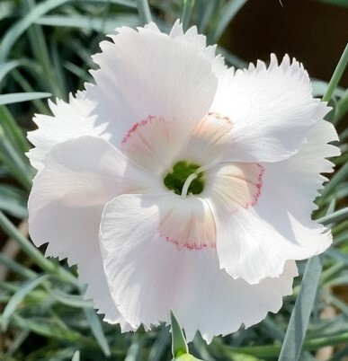 Dianthus Cocktail Tequila Sunrise 1.5 Litre