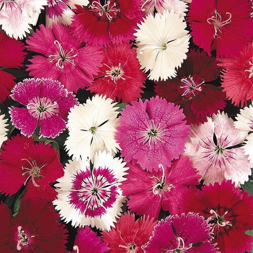Dianthus Festival Mixed 1 Litre