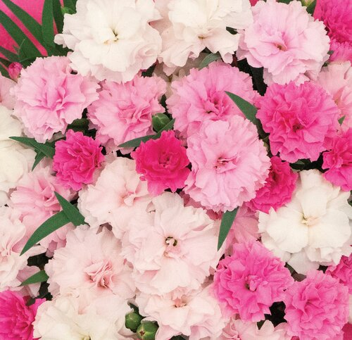 Dianthus I Love You 10.5cm