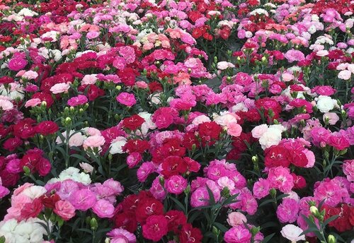 Dianthus in Variety 11cm