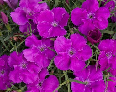 Dianthus Lavender Jumbo Six Pack