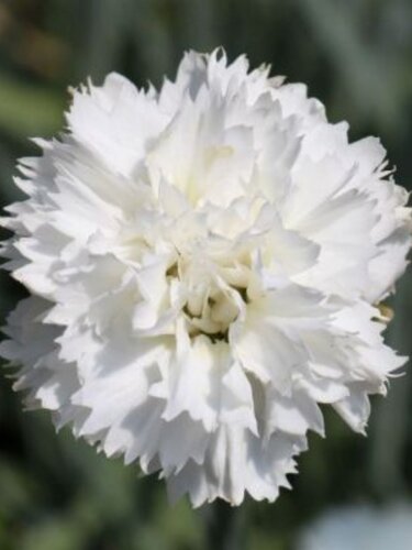 Dianthus Memories 1.5 Litre - image 1