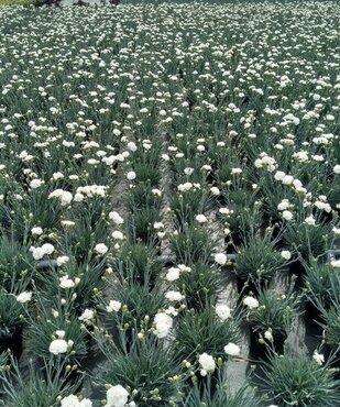 Dianthus Memories 1.5 Litre - image 2