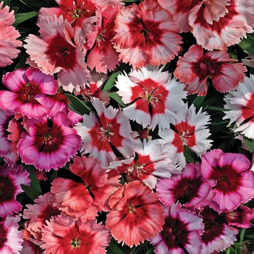 Dianthus Mixed 6 Pack