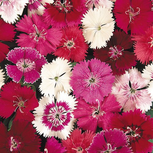 Dianthus Mixed Six Pack