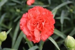 Dianthus Orange Bling Bling 1.5 Litre