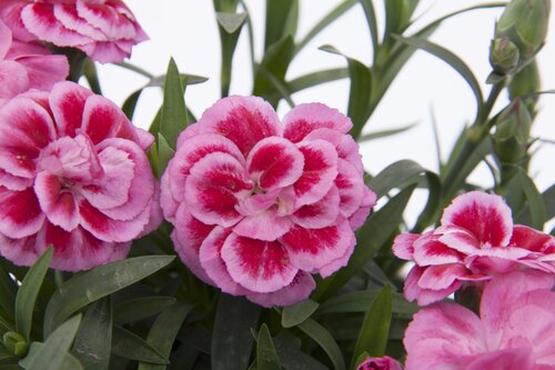 Dianthus Oscar Pink Heart 10.5cm