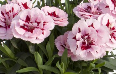 Dianthus Oscar Purple Star 10.5cm