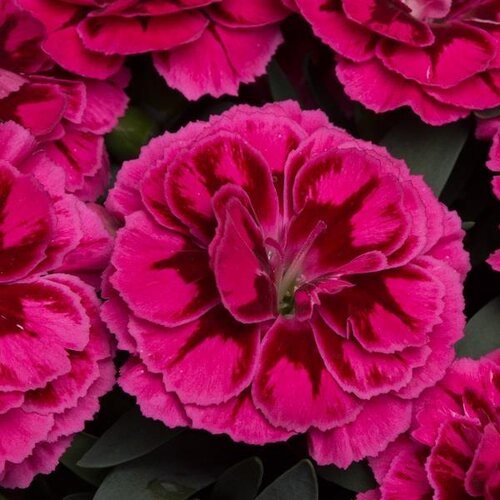 Dianthus Oscar Purple Wings 10.5cm