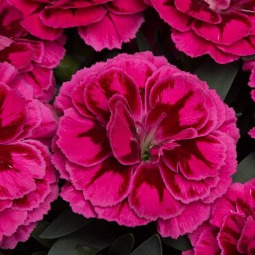 Dianthus Oscar Purple Wings 10.5cm