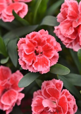 Dianthus Oscar White And Red 10.5cm