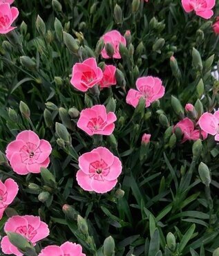 Dianthus Peach Party 10.5cm