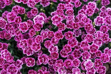 Dianthus Pink Kisses 10.5cm