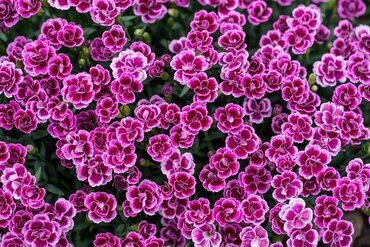 Dianthus Pink Kisses 10.5cm