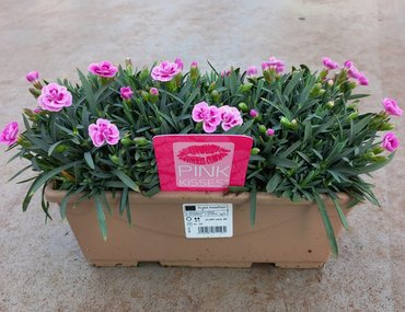 Dianthus Pink Kisses Trough 25cm
