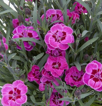 Dianthus Purple Wedding 10.5cm