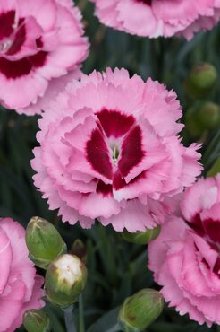 Dianthus Scented Raspberry Sundae 2 Litre