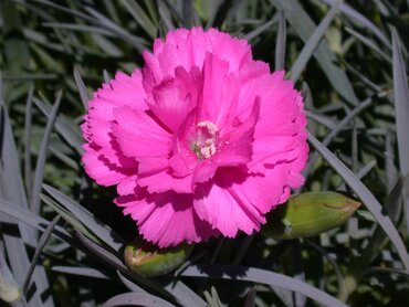 Dianthus Scented Tickled Pink 2 litre