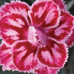 Dianthus Starburst 2 Litre