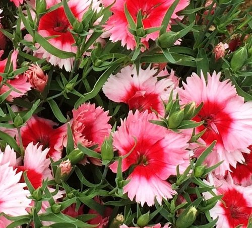 Dianthus Strawberry Six Pack