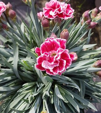 Dianthus Sugar Plum 1.5 Litre