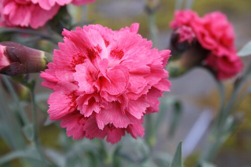 Dianthus Sugar Raspberry 1.5 Litre