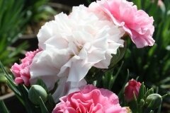 Dianthus Sweet Pleasure Peppermint 1.5 Litre