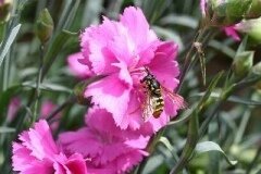 Dianthus Tickled Pink 1.5 Litre