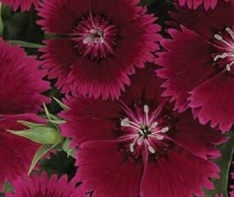 Dianthus Violet Six Pack