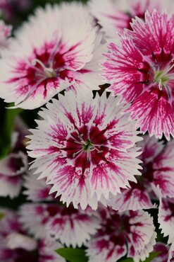 Dianthus White Flame Six Pack