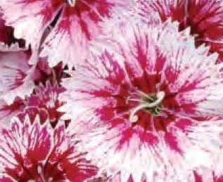 Dianthus White Flame Six Pack