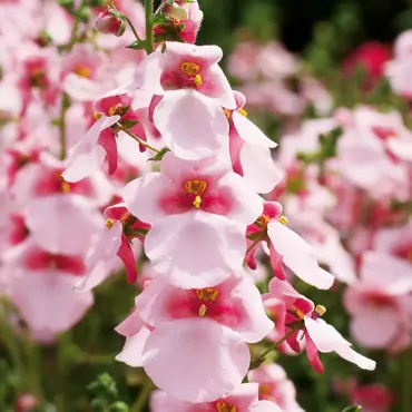 Diascia Appleblossom 10.5cm