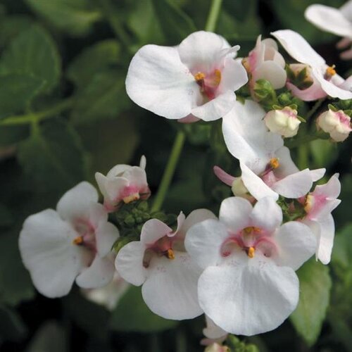 Diascia Appleblossom 10.5cm